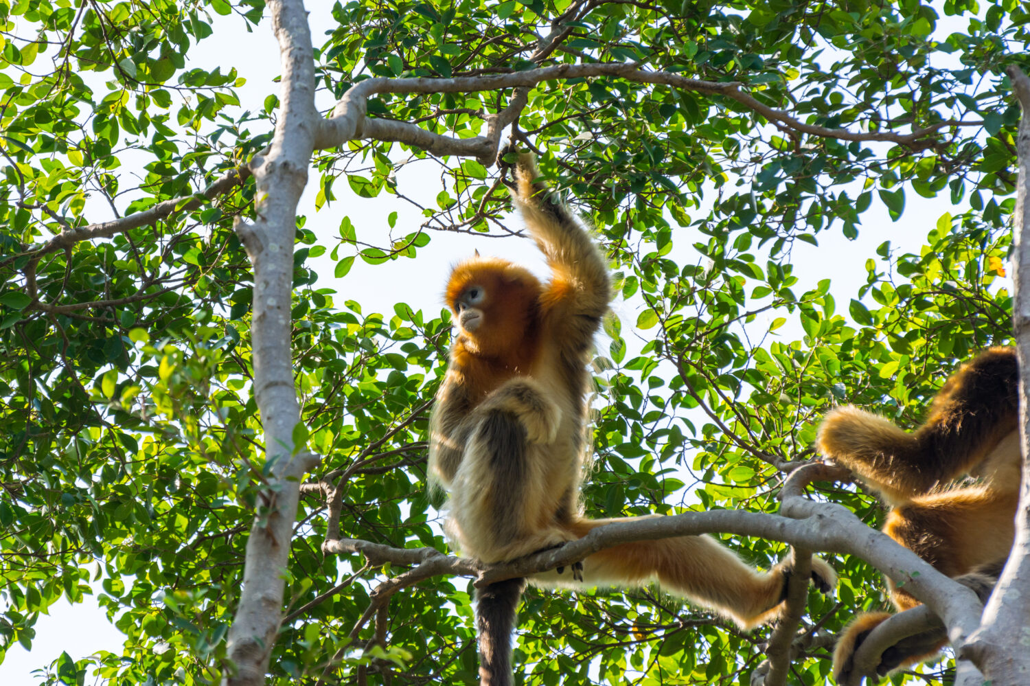 Scimmia dorata dal naso camuso (Rhinopithecus roxellana) appesa agli alberi, una scimmia del Vecchio Mondo nella sottofamiglia Colobinae.  endemico delle foreste montuose della Cina centrale e sudoccidentale