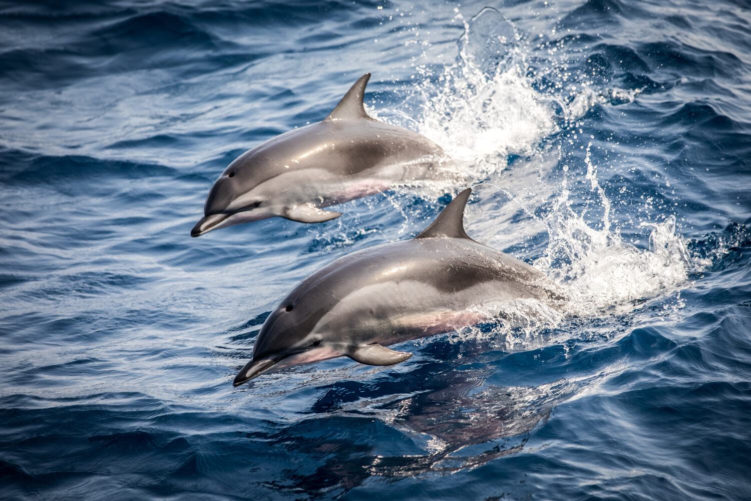 Delfini selvatici che saltano tra le onde dell'oceano aperto, da vicino.