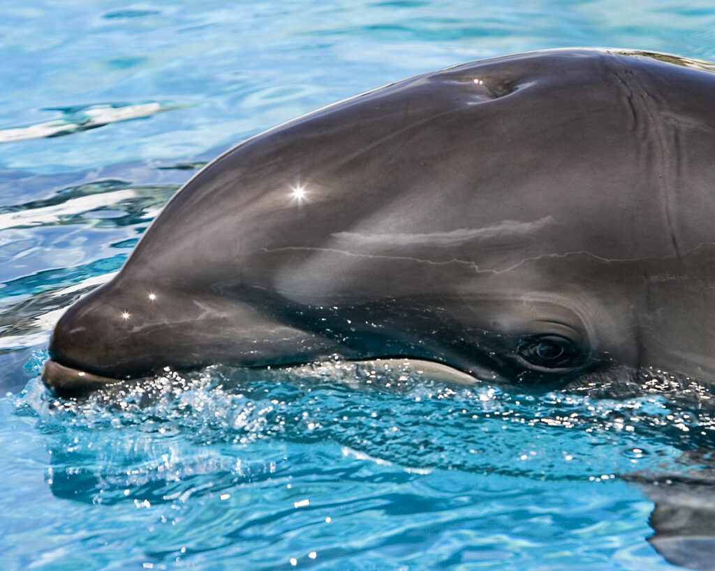 il piccolo wholphin nato al Sea Park delle Hawaii