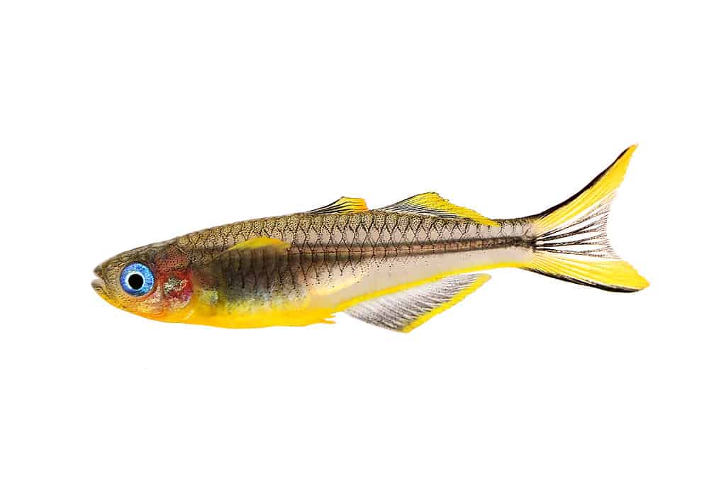 Pesce arcobaleno dagli occhi azzurri dalla coda biforcuta