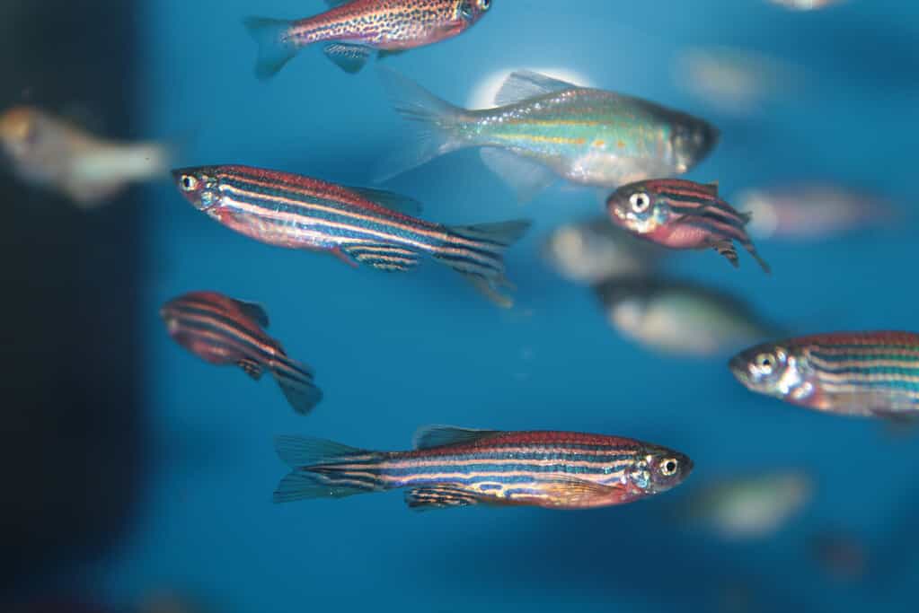 Pesci d'acquario Zebrafish (Danio rerio).