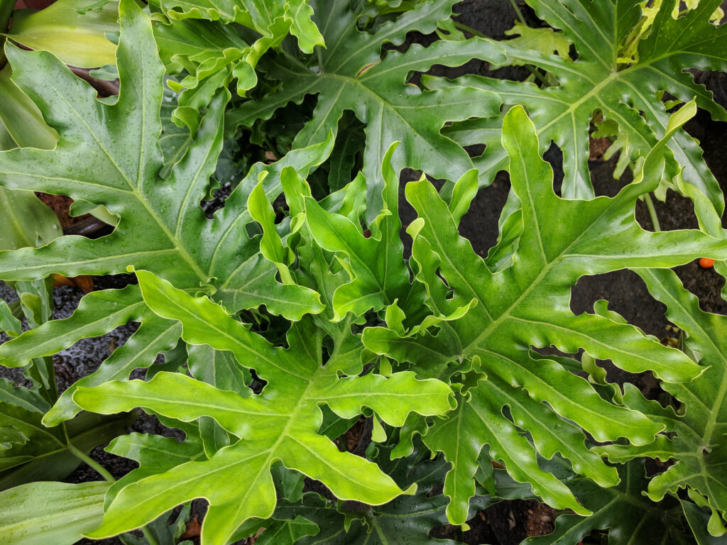 Foglie divise verdi lucide di Philodendron selloum