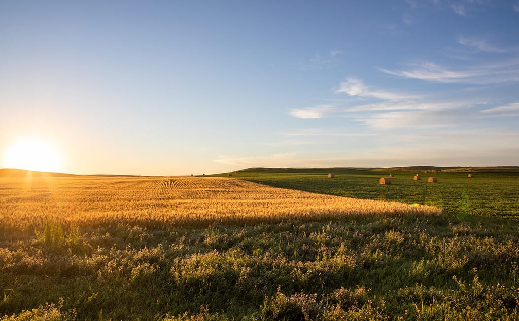 Semi di soia che crescono nel campo del Nord Dakota con fieno e grano