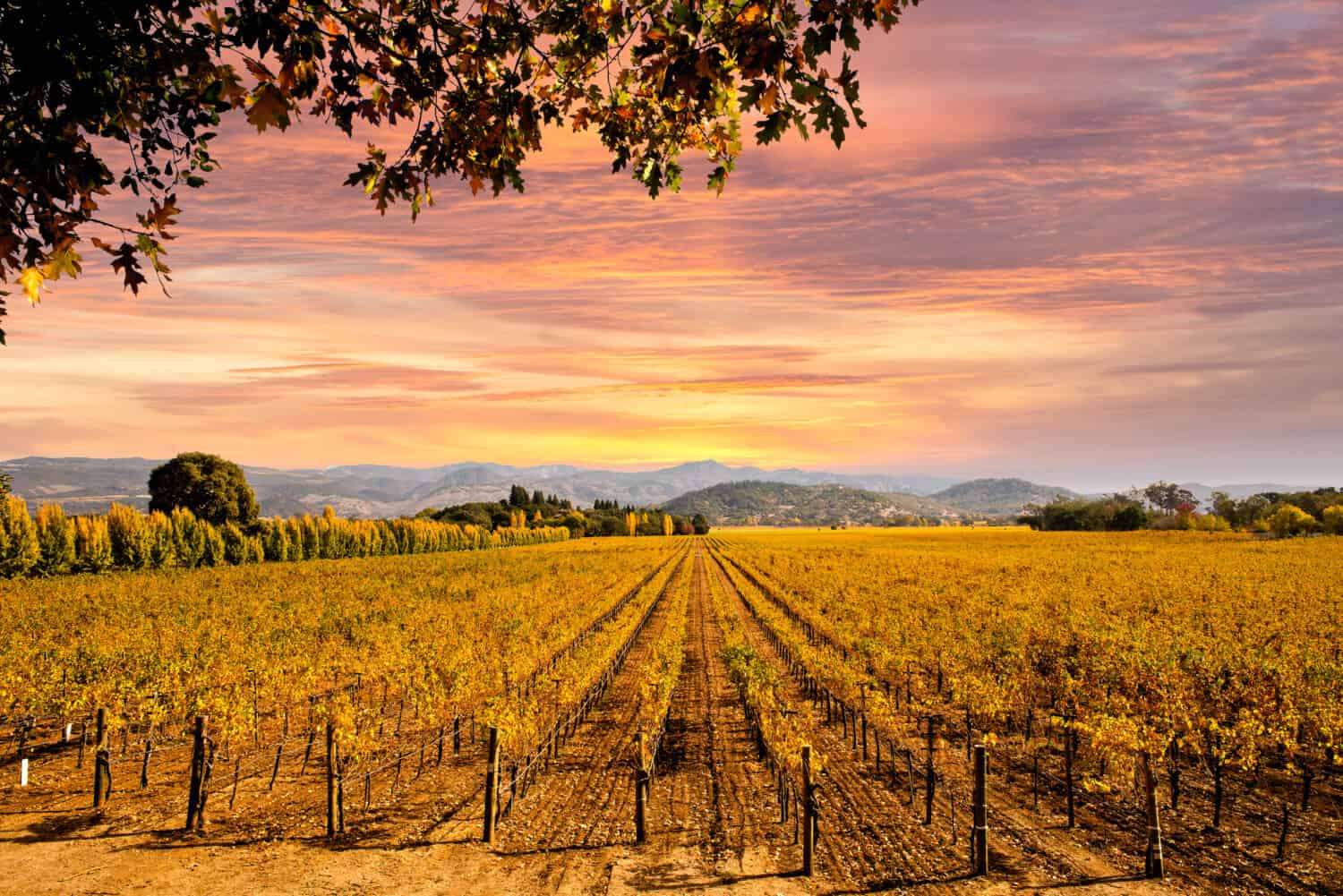 Bellissimo cielo al tramonto nella regione vinicola della Napa Valley sui vigneti autunnali, sulle montagne.