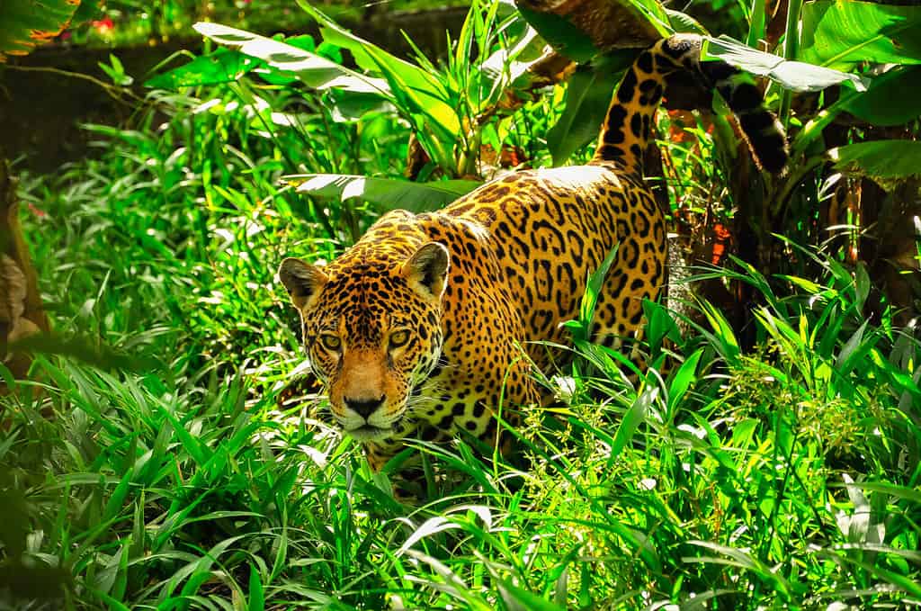 Un giaguaro adulto che insegue nell'erba