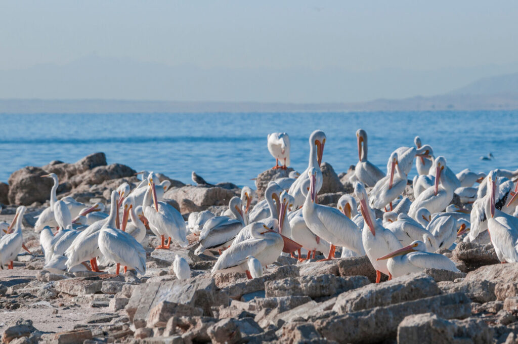 Il Salton Sea è un importante punto di sosta per gli uccelli che viaggiano sulla Pacific Flyway.