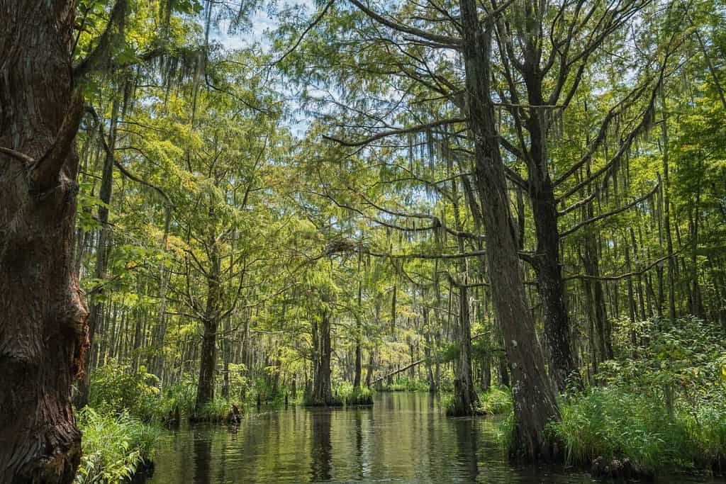 Il paesaggio del Bayou di Honey Island Swamp, Slidell, Louisiana