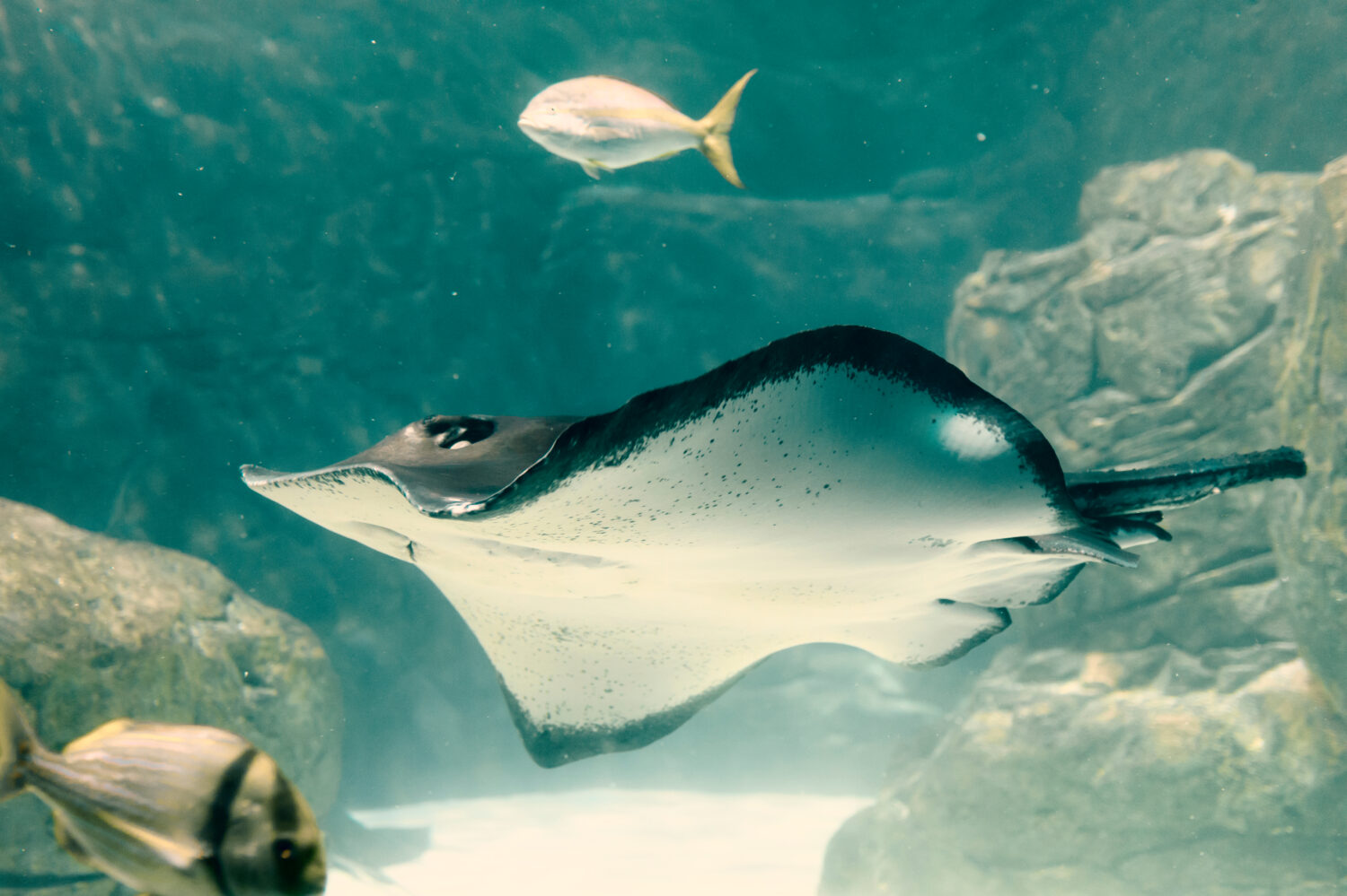 Roughtail Ray che nuota nelle acque blu dell'Acquario