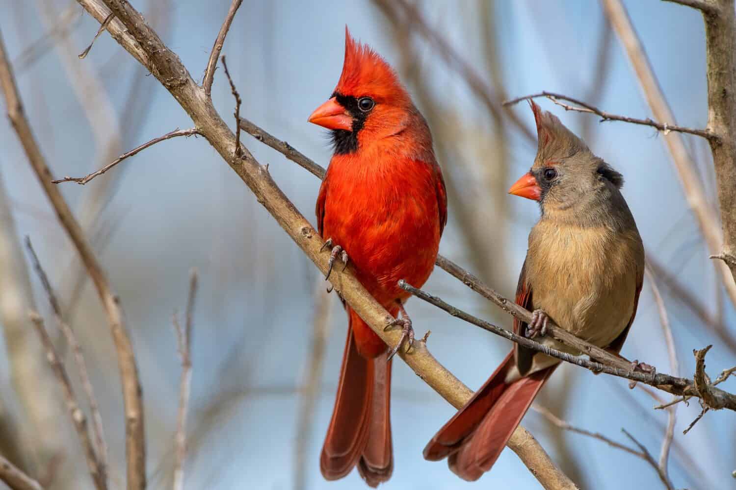 I compagni cardinali settentrionali si sono appollaiati sui rami spogli durante una fredda giornata ventosa in Louisiana