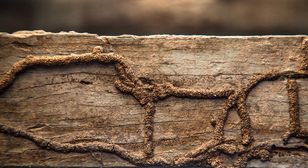 Le termiti mangiano la superficie del legno, un legno che è naturalmente ricco di termiti a causa del funzionamento interrotto e della lunga durata.