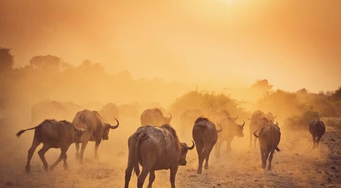 Il bufalo indiano africano solleva la polvere sotto il sole del primo mattino.