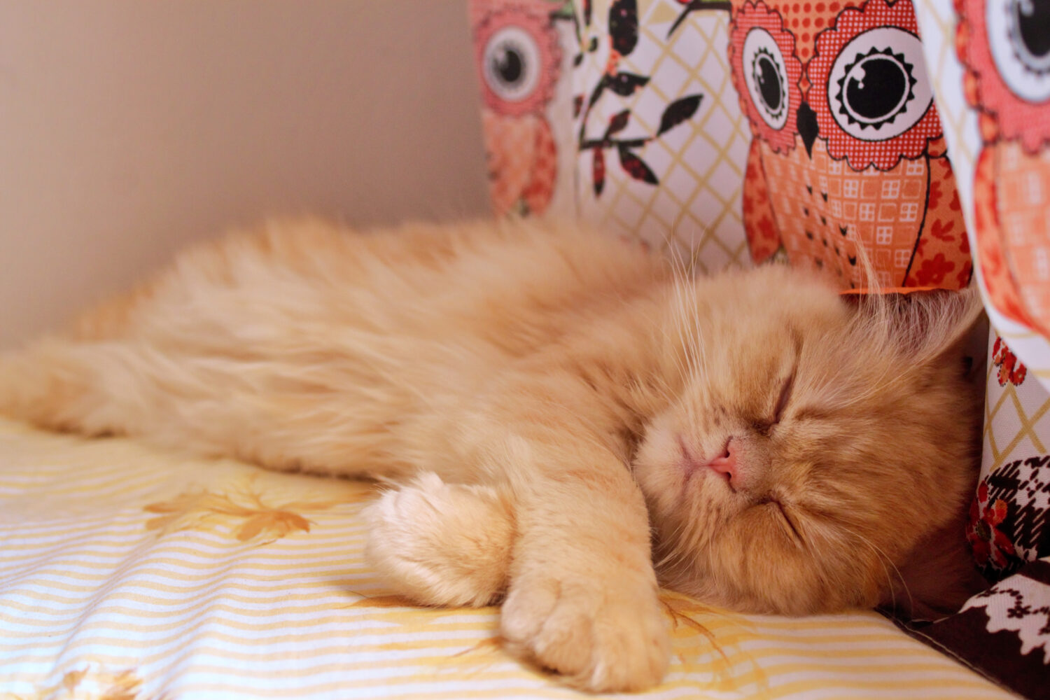 Un gatto persiano dorato che dorme in un letto con una cortina di gufi sullo sfondo