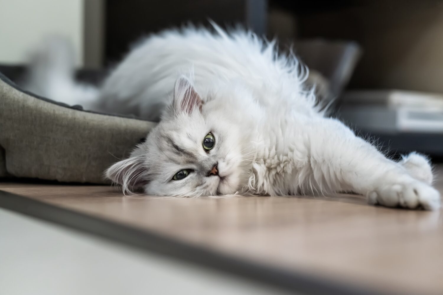 Il gatto cincillà persiano con tonalità argento, soffice dai capelli lunghi e occhi verdi, giace su un pavimento in una stanza luminosa
