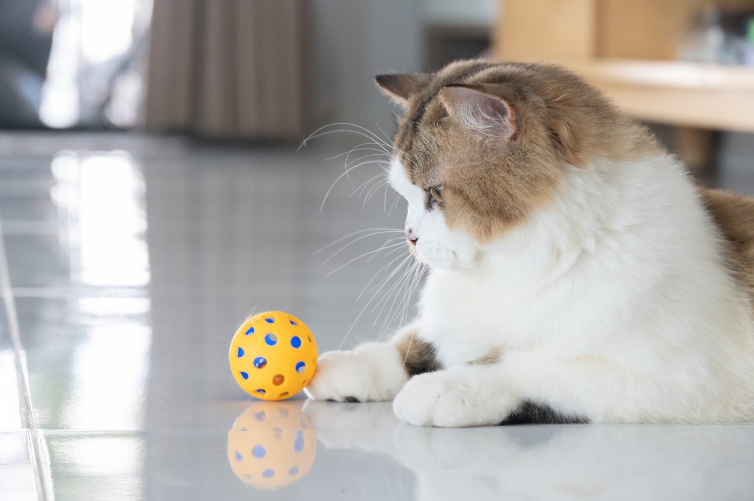 Simpatico gatto persiano incrocio che gioca con una palla.  Un gatto di razza mista è un incrocio tra gatti di due razze diverse o un gatto di razza e un gatto domestico.