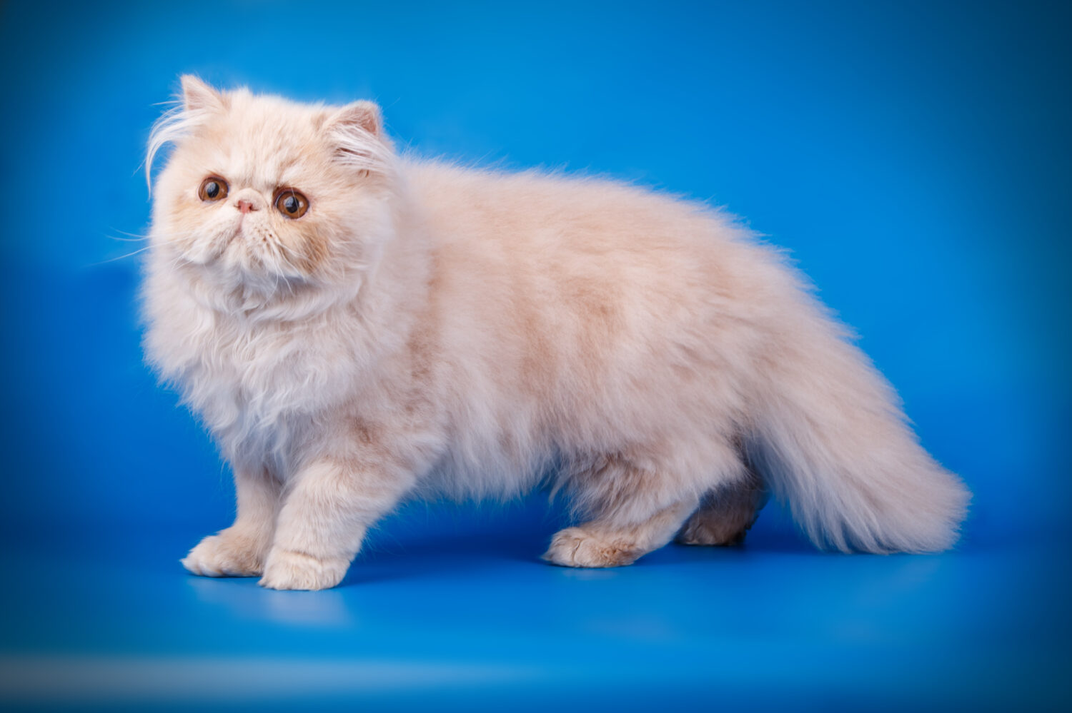 Gattino persiano color crema