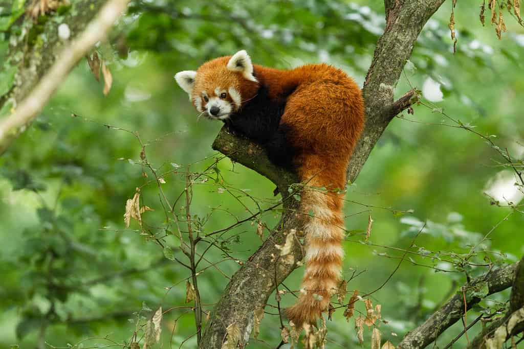 Animale del panda rosso