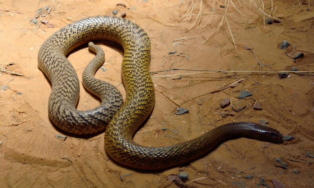 Il taipan interno (Oxyuranus microlepidotus) è il serpente più velenoso del mondo, endemico dell'Australia centrale.