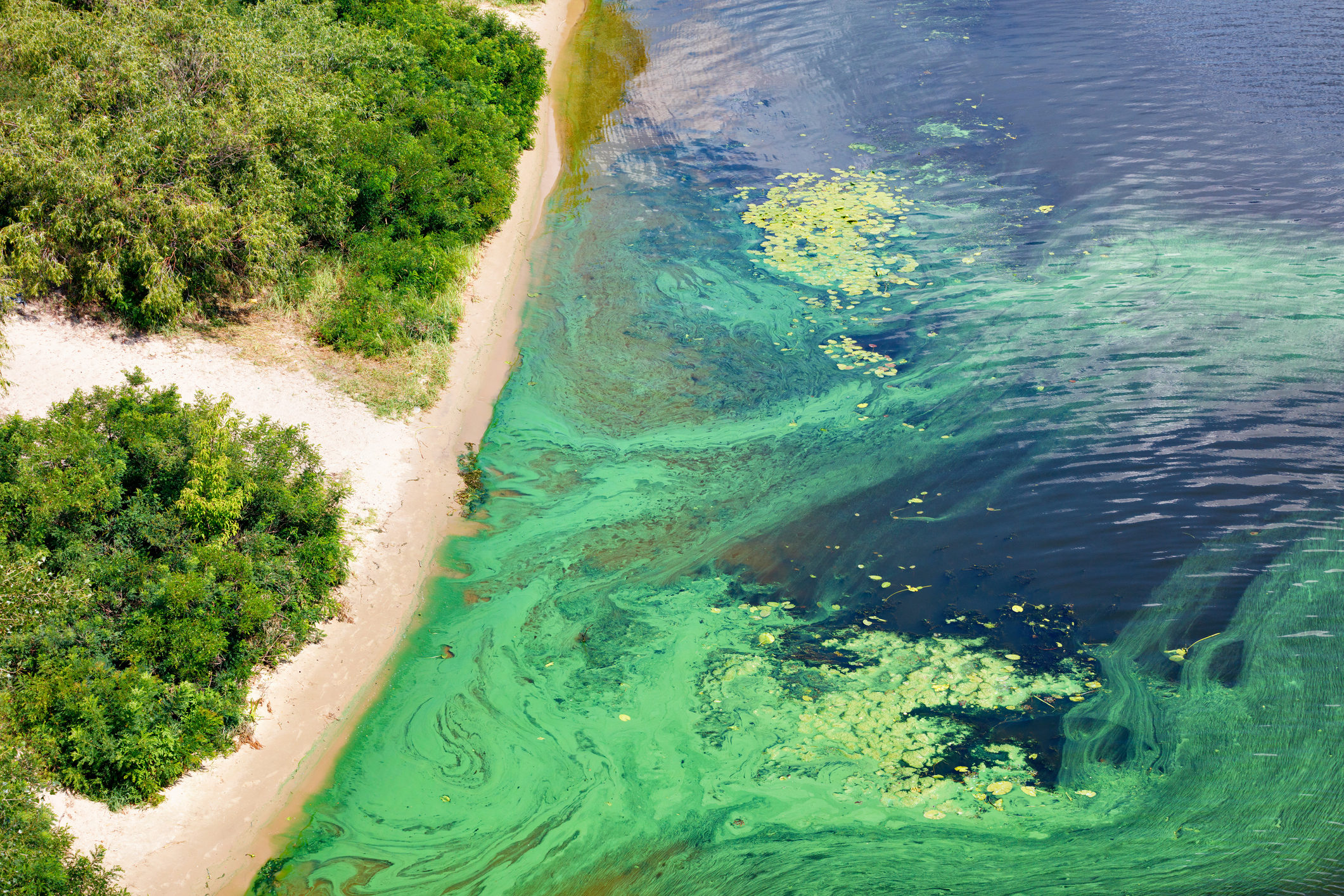 La costa sulla superficie del fiume è ricoperta da una pellicola di alghe blu-verdi, spazio copia.