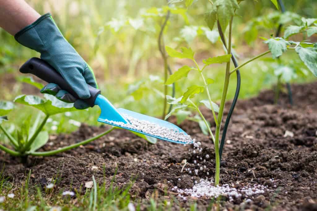 Agricoltore che dà fertilizzante granulato alle giovani piante di pomodoro.  Giardinaggio nell'orto