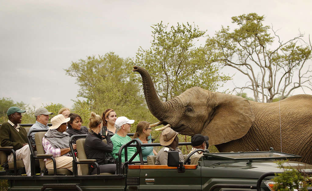 Persone Safari Africa Elefante fauna selvatica natura savana veicolo aperto chiudere incontro animale turista turismo viaggio bosco maggiore Parco Nazionale Kruger