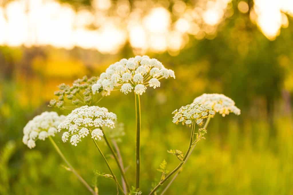 Sfondo della natura con fiore di angelica al tramonto.  Grande fiore ombrello in luce dorata.  Macro del fiore dell'angelica.