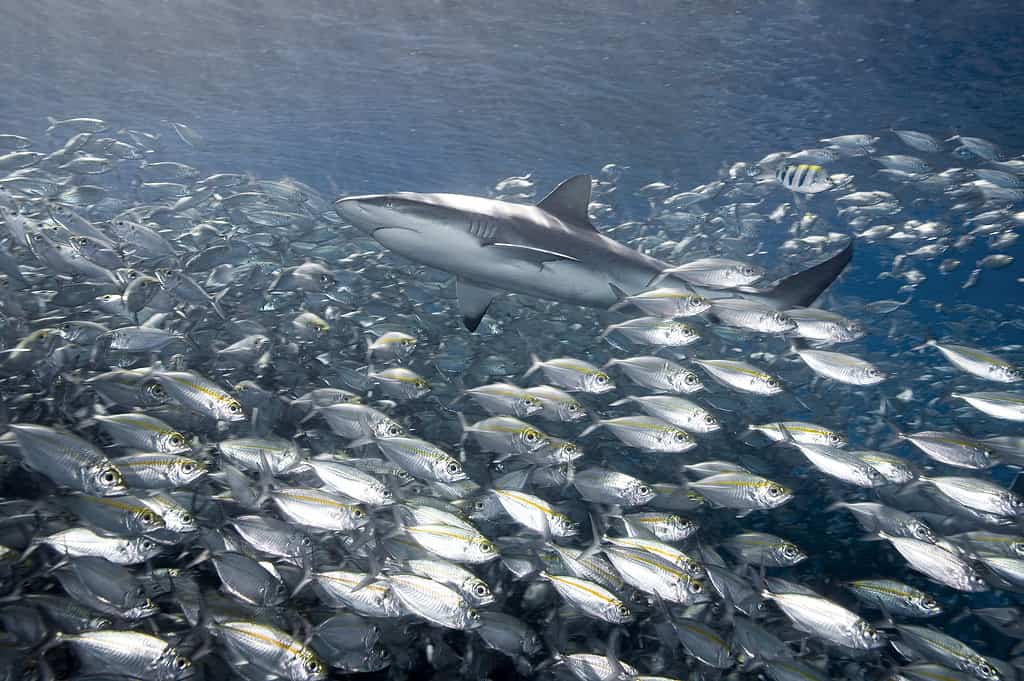 Squalo grigio del reef, Carcharhinus amblyrhynchos