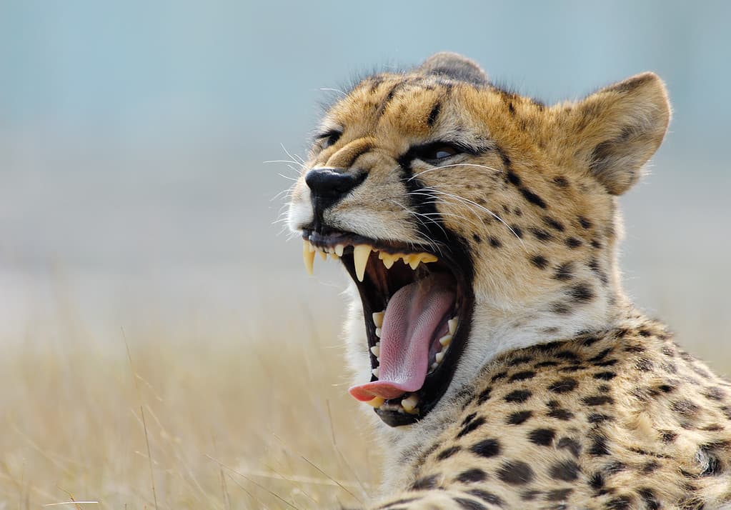 I ghepardi cacciano soffocando la preda con i denti che mordono la gola