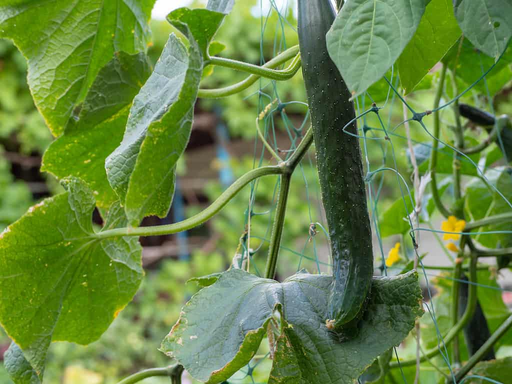 Un grande cetriolo biologico fresco e succoso sullo sfondo delle foglie cresce nel giardino.  Cetrioli in crescita