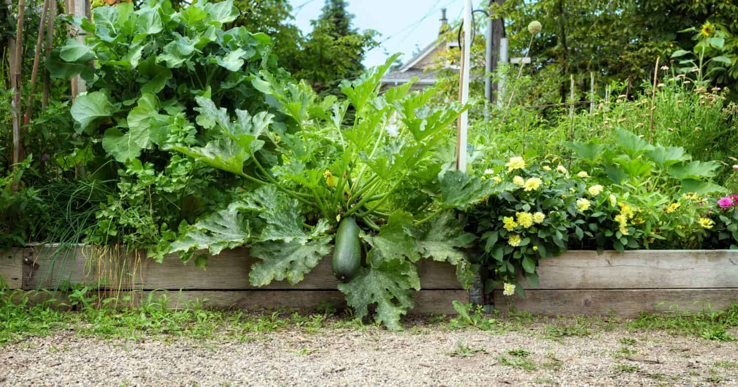 Pianta di zucchine gigante nel letto del giardino.  Grandi zucchine verdi che crescono in un letto da giardino rialzato con altre piante di zucca e molti tipi di fiori.  Sfondo del giardino estivo.  Messa a fuoco selettiva.