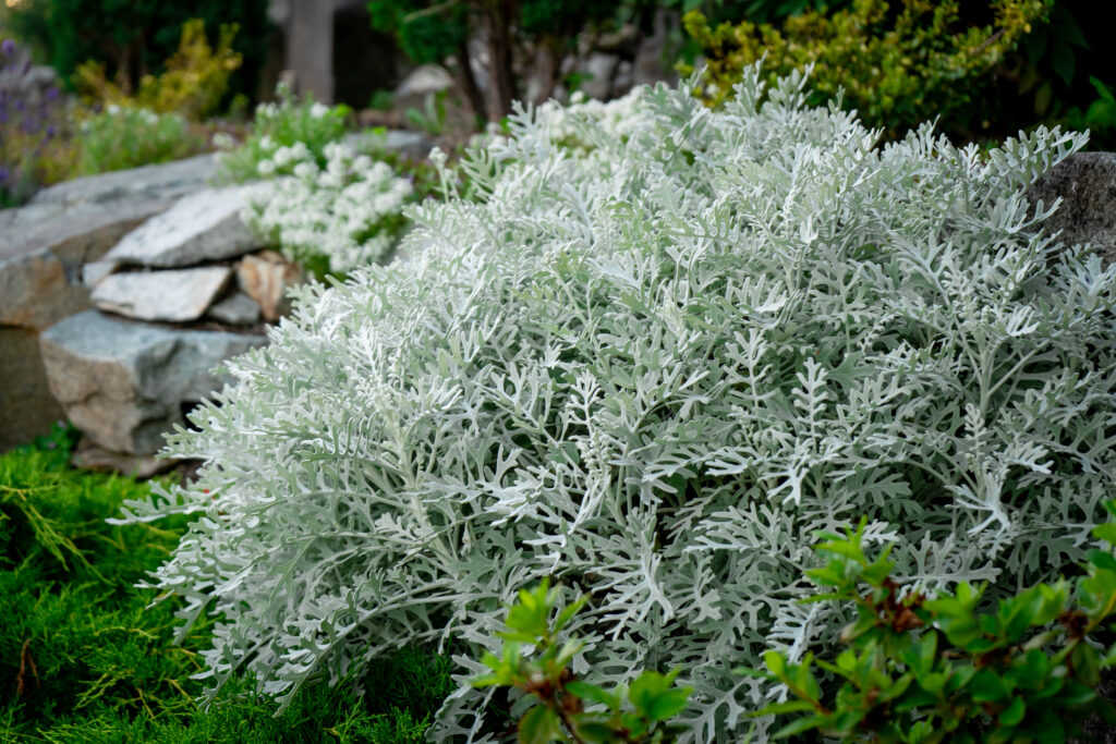 Pianta polverosa di ragword d'argento del mugnaio - cespuglio di pianta del fogliame d'argento in un giardino del cottage