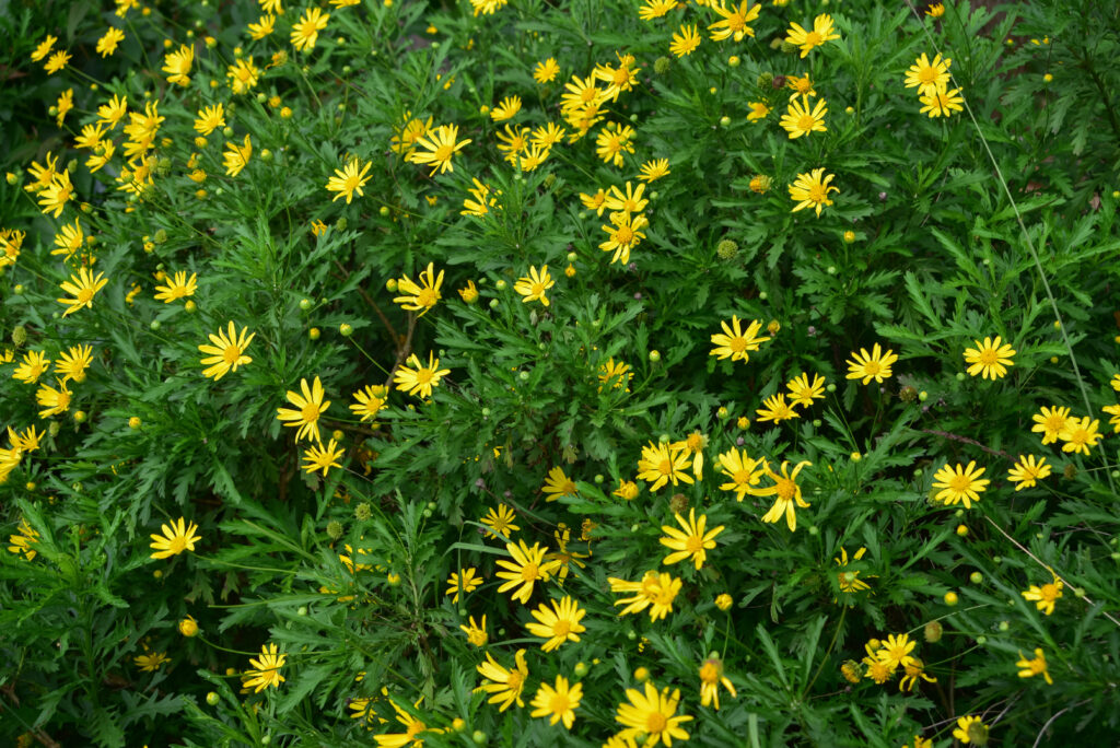 Euryops Chrysanthemoides, le cose migliori da piantare in Georgia ad ottobre