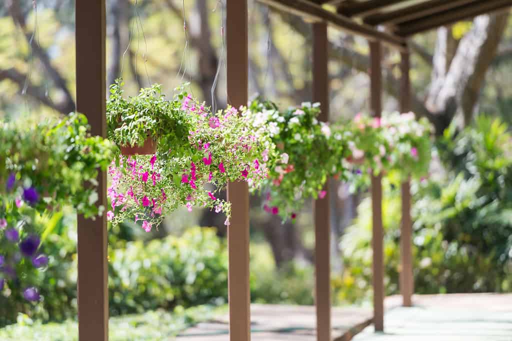 Graziosi fiori rosa e viola nel cesto appeso