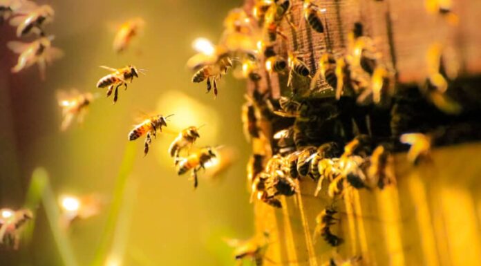 Ape, alveare, ape mellifera, miele, Regno Unito