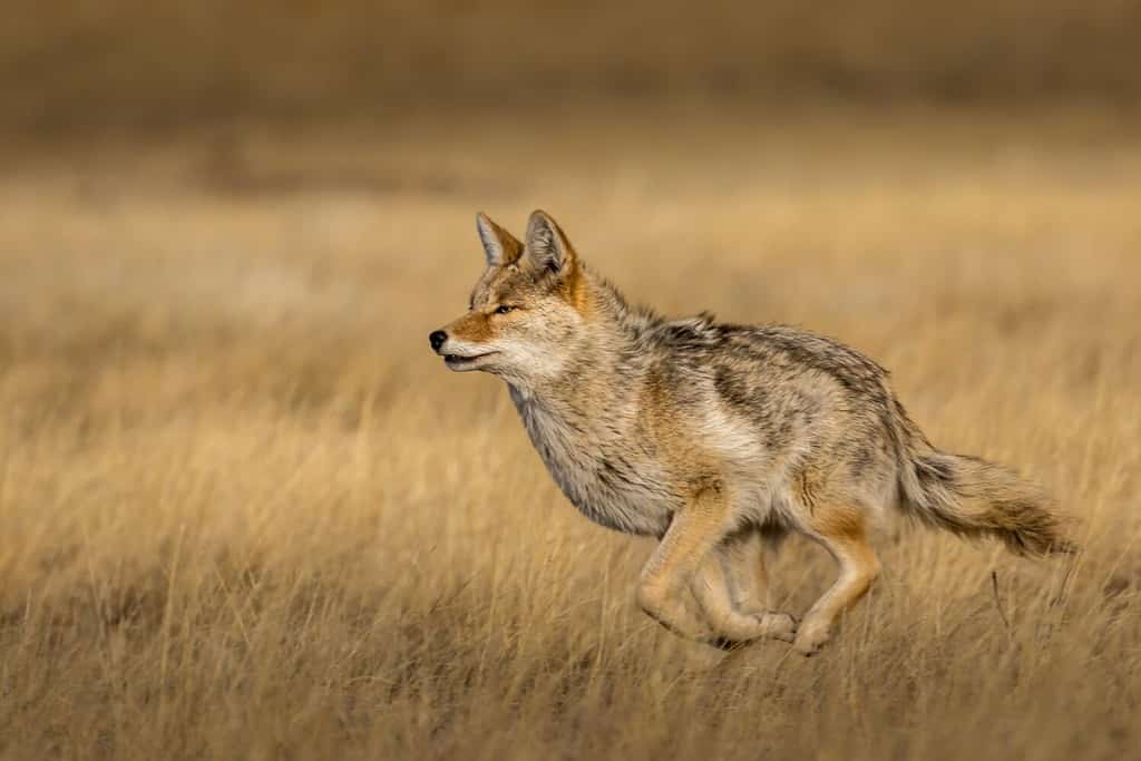 Coyote che corre nella prateria con il punto focale sugli occhi