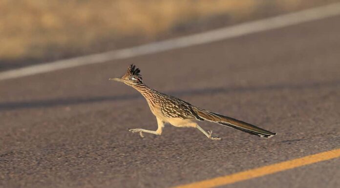 Rifugio della fauna selvatica del Roadrunner Bosque del Apache nel Nuovo Messico.