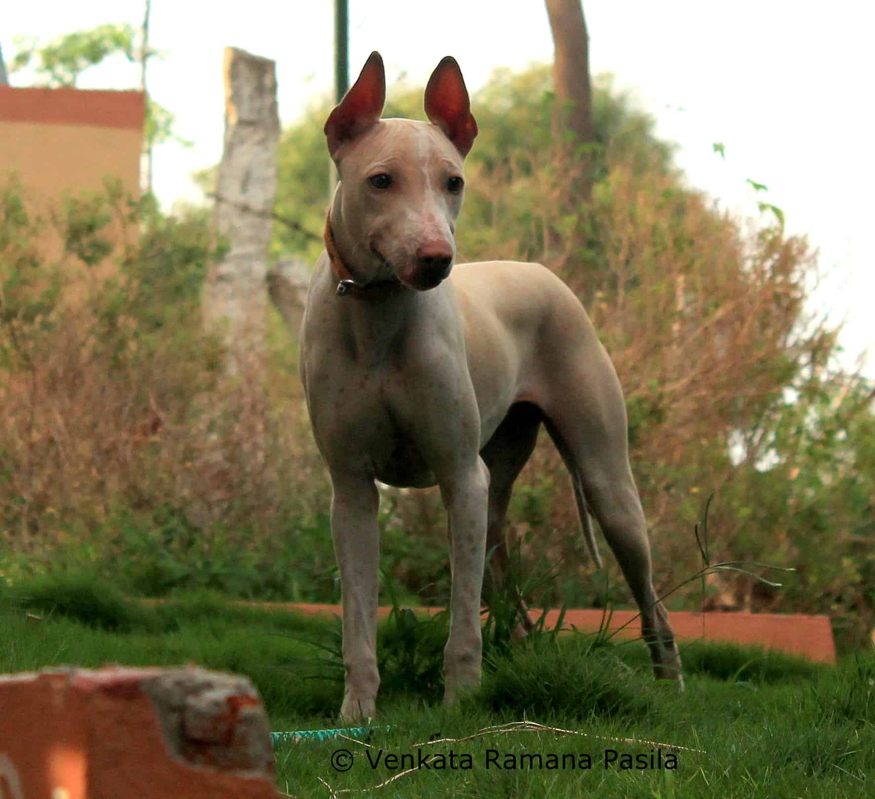 I cani Jonangi sono originari dell'India e sono considerati ottimi cani da caccia.