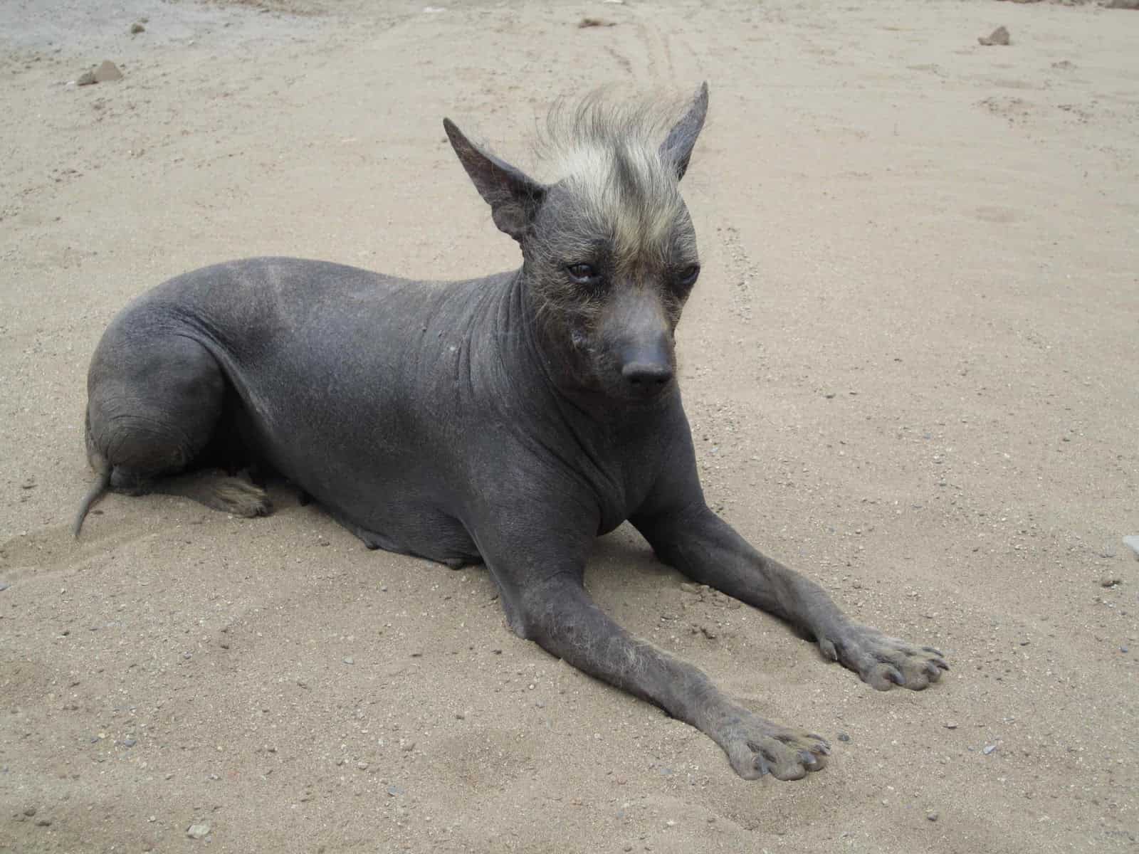 Il khala glabro può avere zampe corte o lunghe ed è un animale docile.