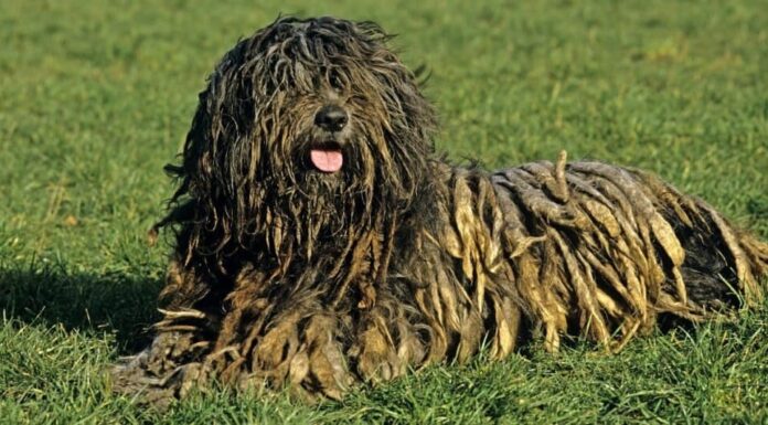 Il cane da pastore bergamasco ha il pelo che appare naturalmente arruffato e arruffato, rendendolo uno dei cani più brutti.