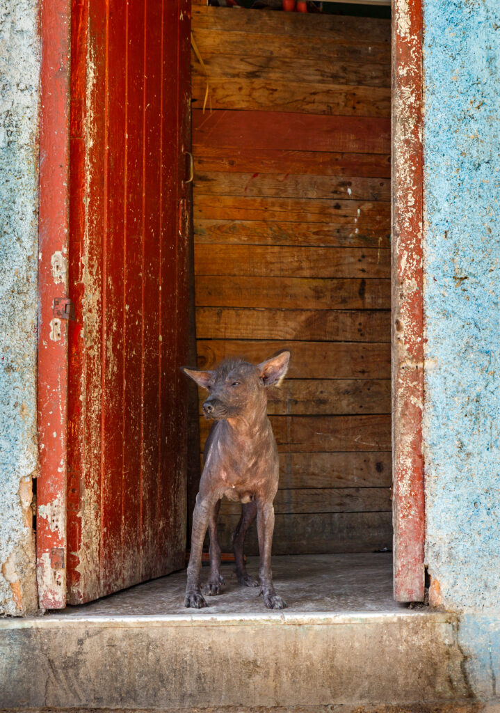 Cane da sabbia abissino