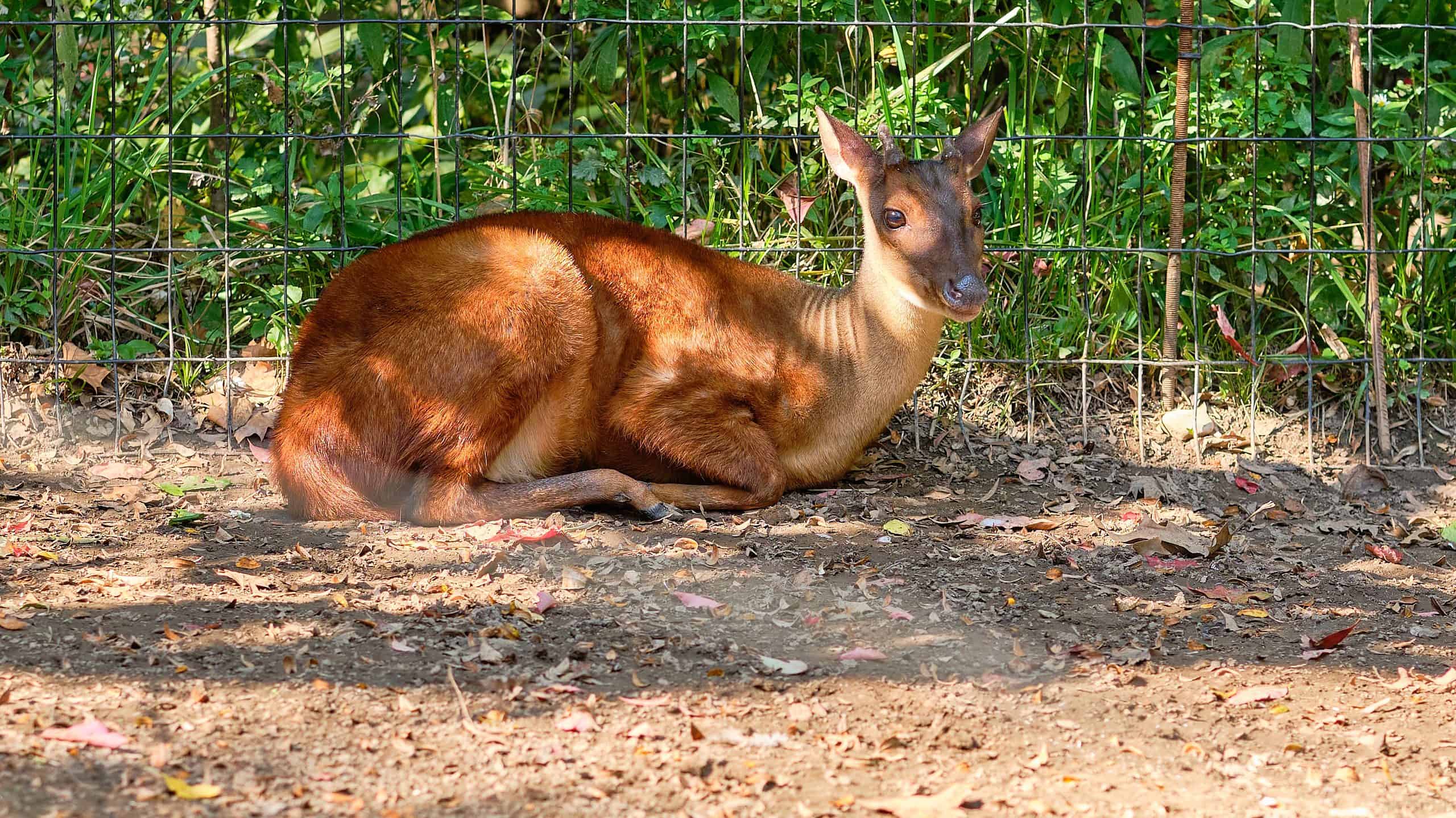 Brocket Deer - La specie di cervo più piccola