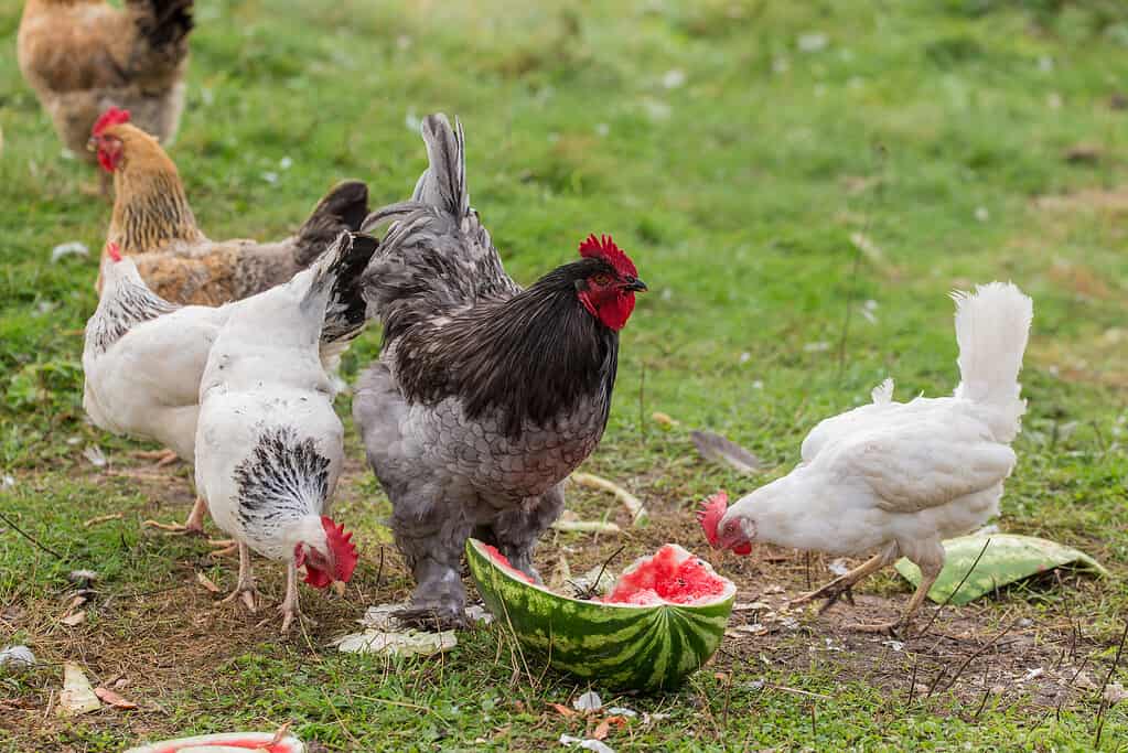gallina e gallo che mangiano anguria