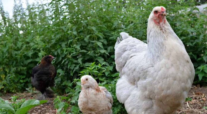 Pollo Brahma con il suo pulcino