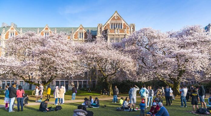 università di Washington, Seattle, Washington, Stati Uniti.  04-03-2017: fiori di ciliegio in fiore nel giardino affollato.