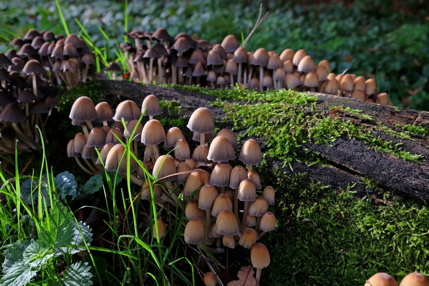 Funghi luccicanti Inkcap che crescono su legno morto. 