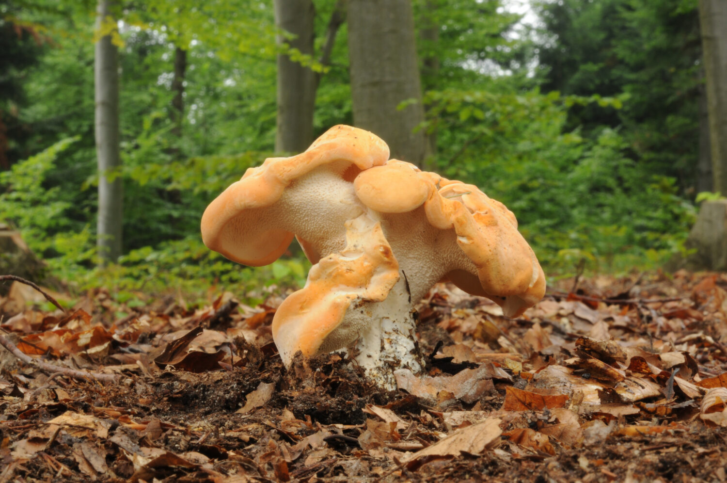 Hydnum repandum, comunemente noto come il goloso, il riccio di legno o il fungo riccio