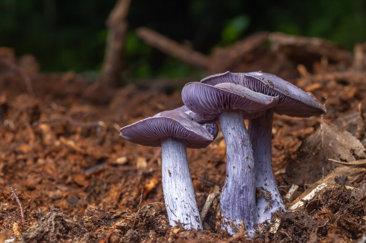 Fungo blu commestibile di Wood Blewit (Lepista nuda) in una foresta.
