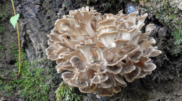 Funghi Maitake (Grifola frondosa)