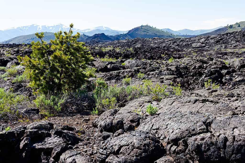 Campo lavico nel Parco Nazionale dei Crateri della Luna con pini e vegetazione verde che cresce nel campo lavico.  con le montagne sullo sfondo nella contea di Butte, Idaho