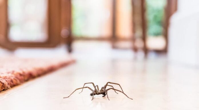 Qui si vede un ragno sul pavimento di una casa.  I fondi di caffè come repellente possono essere efficaci nel tenere i ragni lontani dalla tua casa.