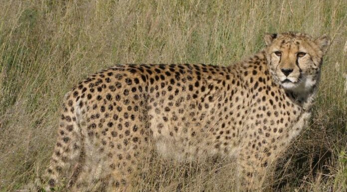 Ghepardo incurabile (ferito da una trappola) della Fondazione Africat, Namibia